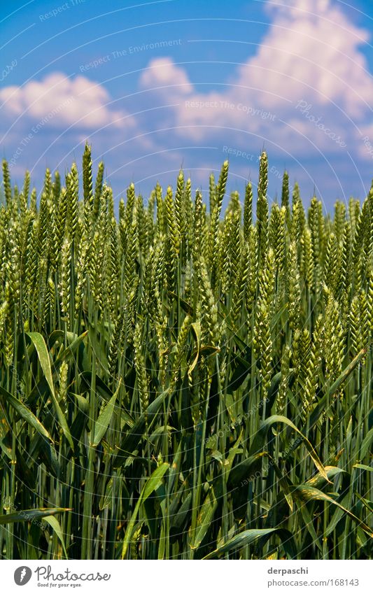 field of corn Farbfoto Außenaufnahme Nahaufnahme Menschenleer Textfreiraum oben Tag Sonnenlicht Schwache Tiefenschärfe Froschperspektive Natur Landschaft Tier