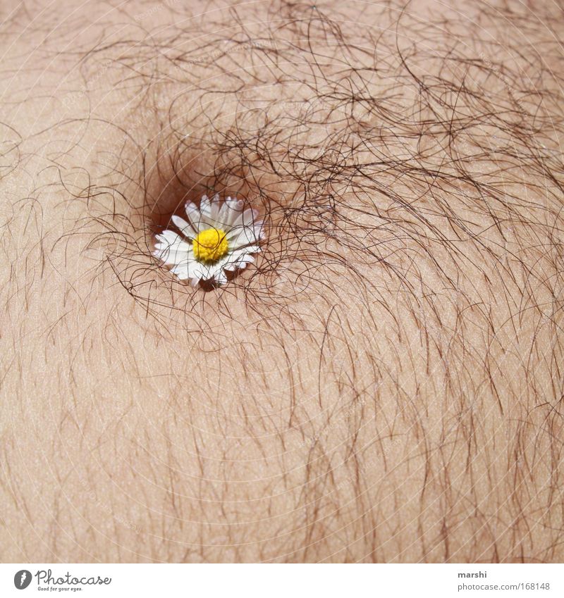 Gänsebäuchlein - ungerupft Farbfoto Körperpflege maskulin Mann Erwachsene Bauch Kunst Natur Frühling Sommer Pflanze Blume Blüte Haare & Frisuren