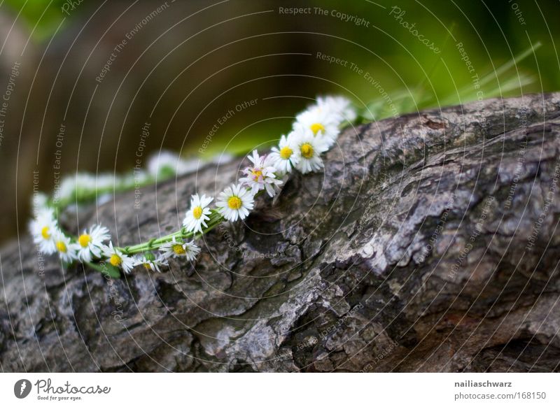 Frühlingsblumenkranz harmonisch ruhig Ostern Natur Pflanze Baum Blume Gras Blüte Grünpflanze Wildpflanze Holz Schnur Schleife alt ästhetisch einfach elegant