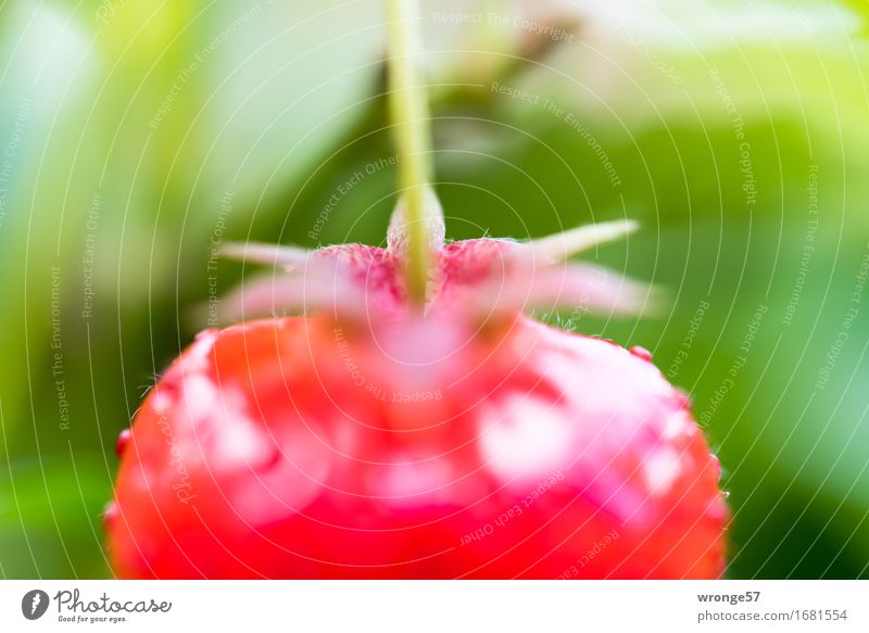 Halbes Früchtchen Lebensmittel Frucht Vegetarische Ernährung frisch grün rot Erdbeeren süß saftig reif Feldfrüchte Sommer Garten Makroaufnahme Nahaufnahme