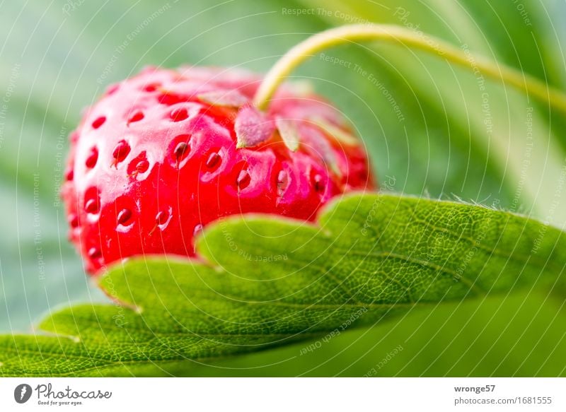 Erdbeerzeit Lebensmittel Frucht Erdbeeren Ernährung Vegetarische Ernährung frisch Gesundheit süß grün rot saftig Sommer Blatt Makroaufnahme Plantage Feld