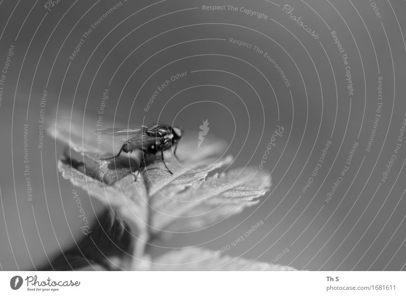 Fliege Natur Pflanze Frühling Sommer Blatt 1 Tier warten ästhetisch authentisch einfach elegant natürlich grau schwarz weiß Gelassenheit geduldig ruhig