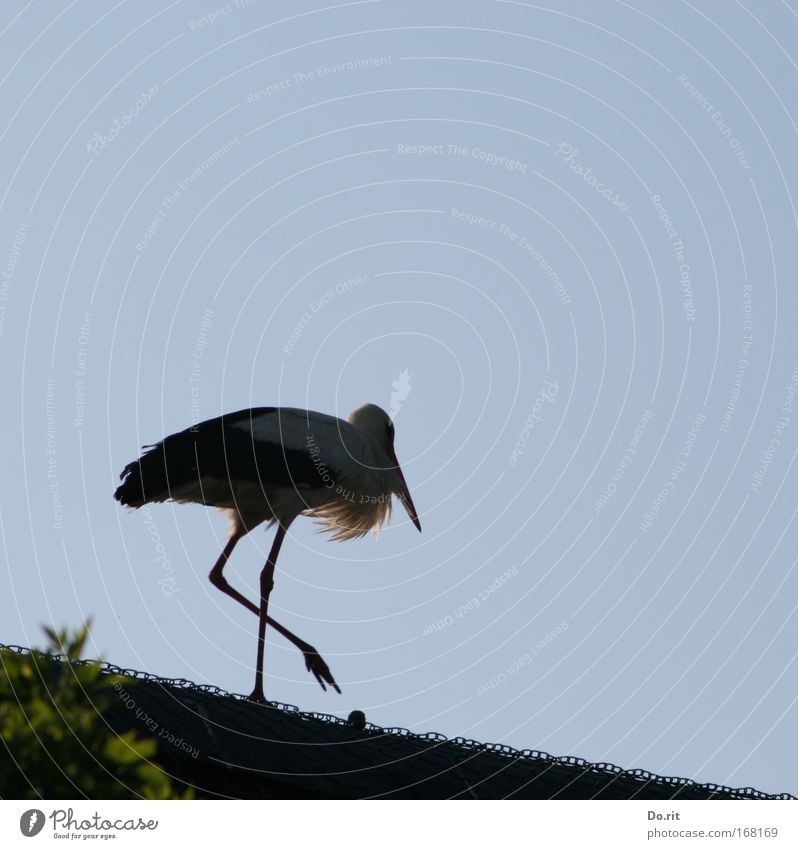 Mach weiter so, ces Freiheit Geburt Hebamme Landschaft Schönes Wetter Sträucher Storch Stolz schreiten Reetdach Draht Weißstorch Schreitvogel Adebar