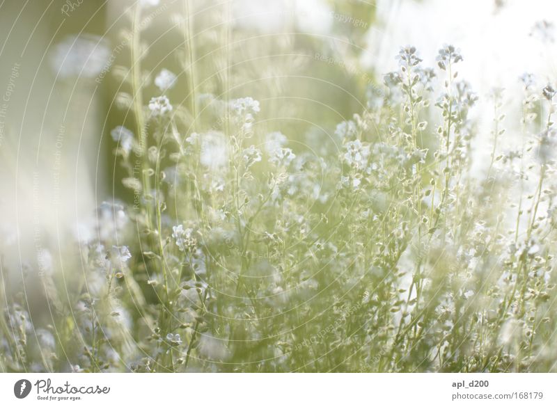 Sommeranfang Farbfoto Außenaufnahme Tag Licht Gegenlicht High Key Schwache Tiefenschärfe Zentralperspektive Umwelt Natur Pflanze Blume Gras Blüte Grünpflanze