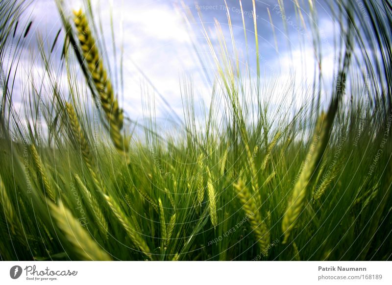 im Feld Farbfoto Außenaufnahme Nahaufnahme Tag Fischauge Natur Landschaft Himmel Wolken Frühling Sommer Wetter Schönes Wetter Wärme Pflanze Gras Grünpflanze