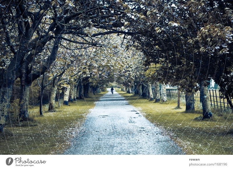 im fluchtpunkt Farbfoto Außenaufnahme Tag Zentralperspektive Umwelt Landschaft Baum Park Fahrradfahren Straße Wege & Pfade gehen Laubbaum Allee Fluchtpunkt