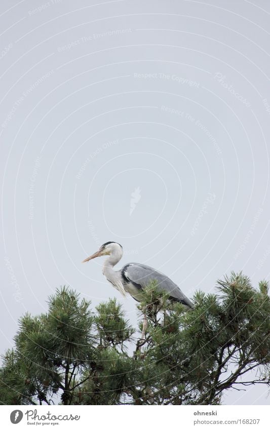 Fischreiher Gedeckte Farben Textfreiraum oben Textfreiraum Mitte Tierporträt Himmel Baum Wildtier Vogel Graureiher Reiher 1 sitzen elegant grau fliegen