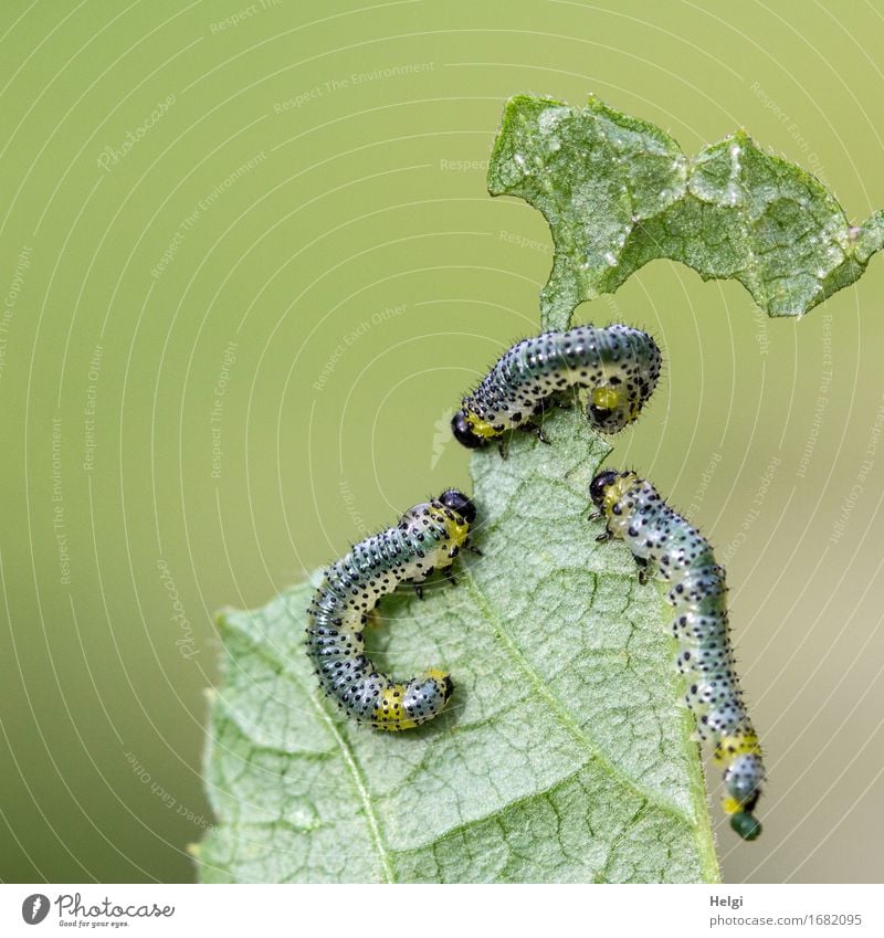 da sind sie wieder... Umwelt Natur Pflanze Tier Blatt Nutzpflanze Garten Wildtier Raupe 3 krabbeln authentisch Zusammensein einzigartig klein natürlich gelb