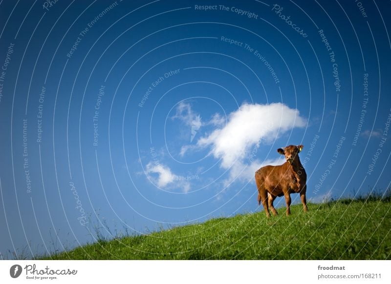 Methanwolke Farbfoto Außenaufnahme Textfreiraum links Tag Sonnenlicht Weitwinkel Ganzkörperaufnahme Blick in die Kamera Umwelt Landschaft Sommer Schönes Wetter