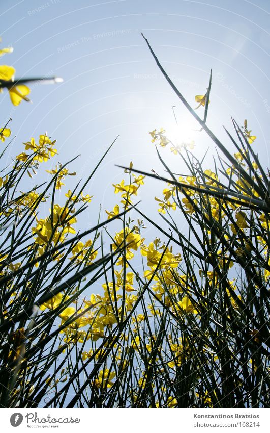 kein Mohntag Farbfoto Außenaufnahme Menschenleer Hintergrund neutral Tag Sonnenlicht Gegenlicht Froschperspektive Natur Pflanze Wolkenloser Himmel Sommer Blume