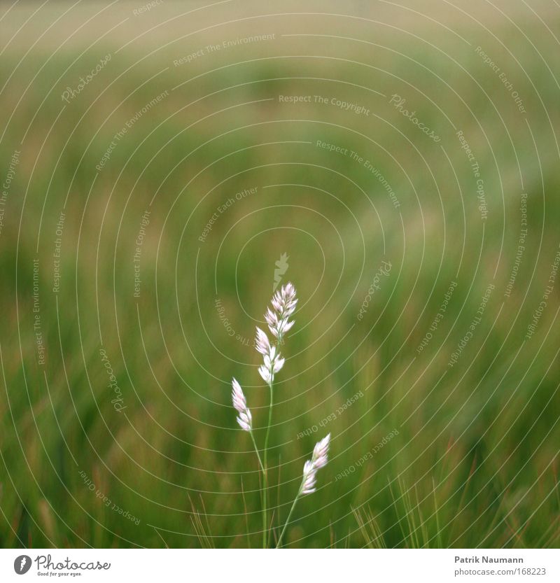 Alleinstellungsmerkmal Farbfoto Gedeckte Farben Außenaufnahme Nahaufnahme Tag Unschärfe Schwache Tiefenschärfe Zentralperspektive Natur Landschaft Sonne