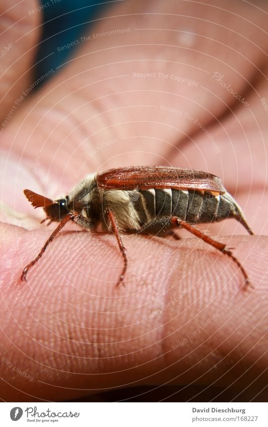 Morz Maikäfer Farbfoto Nahaufnahme Makroaufnahme Textfreiraum oben Textfreiraum unten Tag Kontrast Zentralperspektive Tierporträt Profil Natur Frühling Wildtier