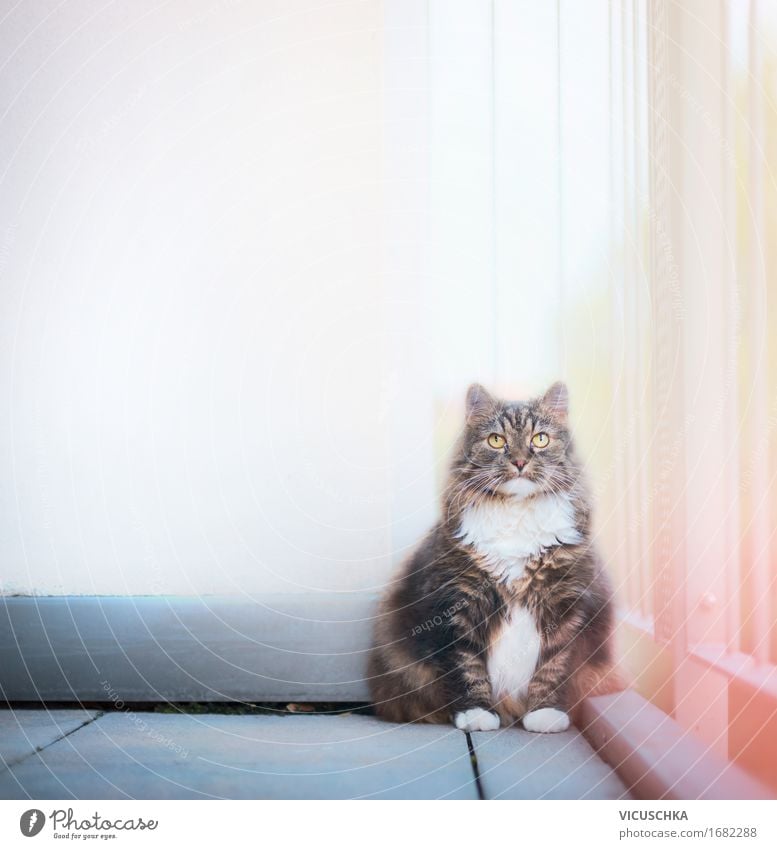 Katze auf Balkon Lifestyle Häusliches Leben Mauer Wand Terrasse Tier Haustier 1 Natur sitzen Außenaufnahme Farbfoto Textfreiraum oben