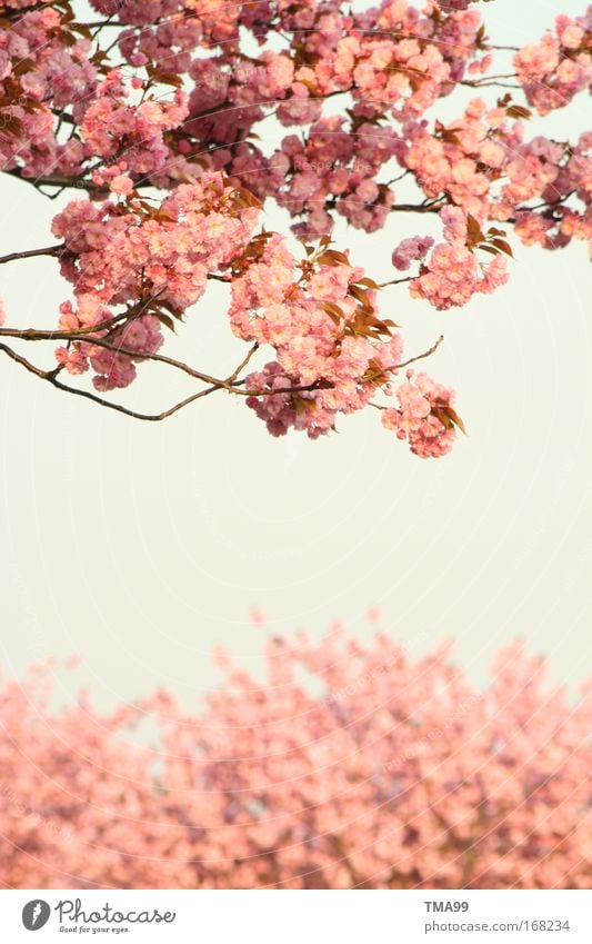 Ich bin ein Mädchen. Farbfoto Gedeckte Farben Außenaufnahme Menschenleer Textfreiraum unten Textfreiraum Mitte Tag Sonnenlicht Himmel Wolkenloser Himmel Baum