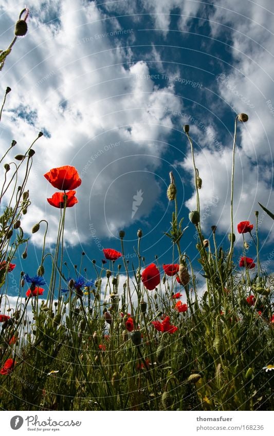 SOMMER!!!! 2 Farbfoto mehrfarbig Außenaufnahme Menschenleer Textfreiraum oben Tag Sonnenlicht Starke Tiefenschärfe Umwelt Natur Himmel Sommer Schönes Wetter