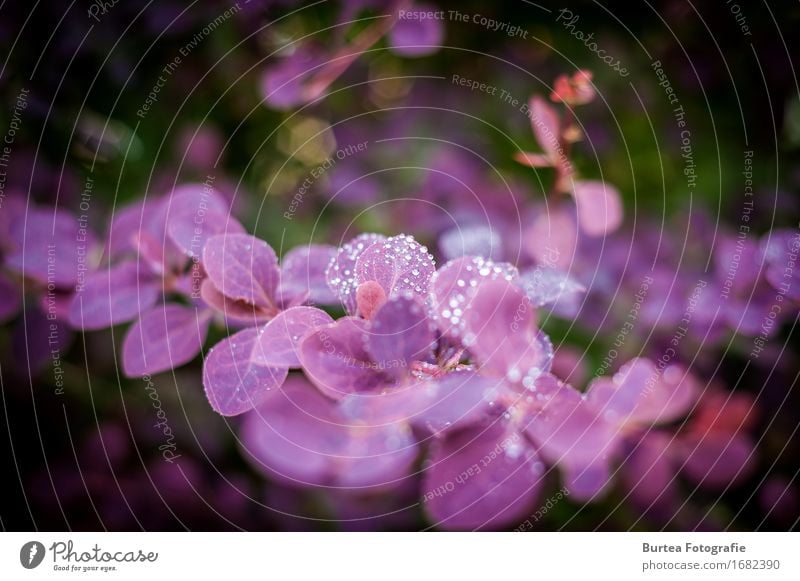 Waterdrops Umwelt Natur Pflanze Sommer Baum Blatt Garten schön grün violett 2016 D700 Nikon Spinnennetz Tropfen Unschärfe Burtea Fotografie 50MM Offenblende