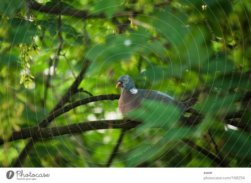 Taube Umwelt Natur Pflanze Tier Baum Vogel 1 beobachten entdecken sitzen authentisch grün Tierliebe geduldig Versteck verstecken Tarnung Zweige u. Äste Blatt