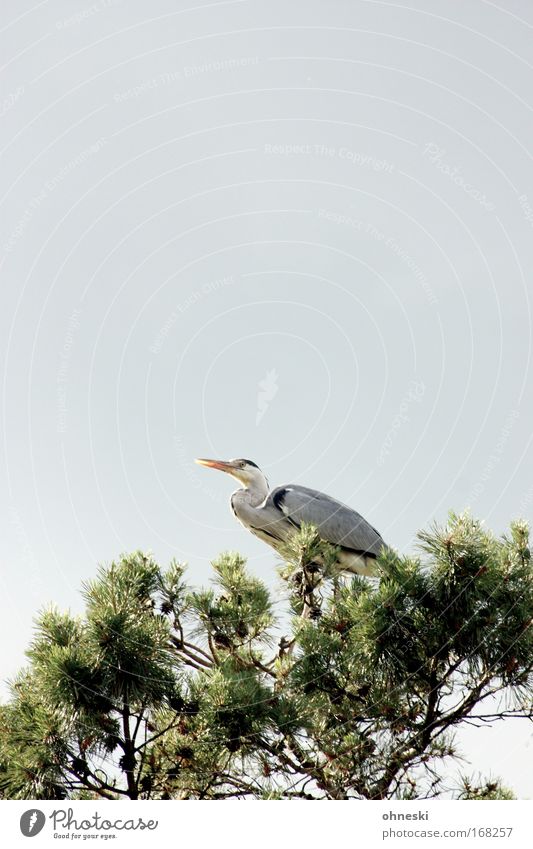 Fischreiher II Textfreiraum oben Textfreiraum Mitte Tierporträt Natur Luft Himmel Wolken Sommer Baum Vogel Zoo Reiher Graureiher 1 beobachten Erholung hocken