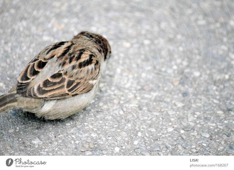 taube auf dem dach Farbfoto Gedeckte Farben Außenaufnahme Textfreiraum rechts Tag Tier Wildtier Flügel Spatz Vogel Feder gefiedert 1 klein Geschwindigkeit braun