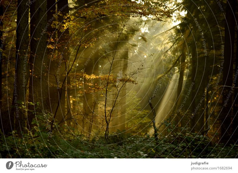 Wald Umwelt Natur Landschaft Pflanze Sonne Sonnenlicht Baum Sträucher außergewöhnlich dunkel fantastisch natürlich Wärme braun gold Stimmung ruhig Einsamkeit