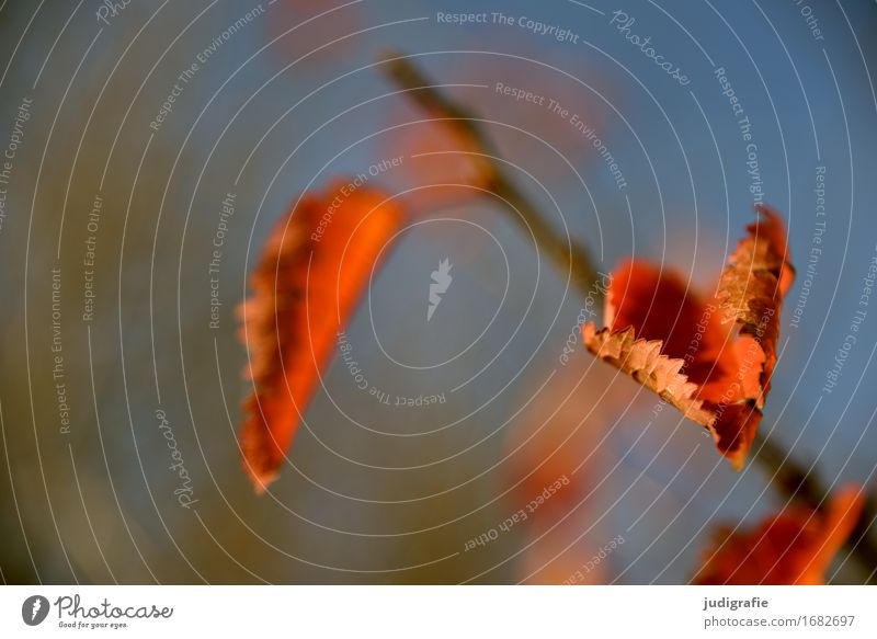 Wald Umwelt Natur Pflanze Herbst Blatt Garten Park Wachstum natürlich Wärme orange rot Leben Vergänglichkeit Wandel & Veränderung Zweige u. Äste Farbfoto