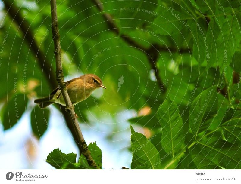 Halbe Vogelhochzeit II Farbfoto mehrfarbig Außenaufnahme Menschenleer Tag Zentralperspektive Totale Ganzkörperaufnahme Umwelt Natur Tier Frühling Sommer Pflanze