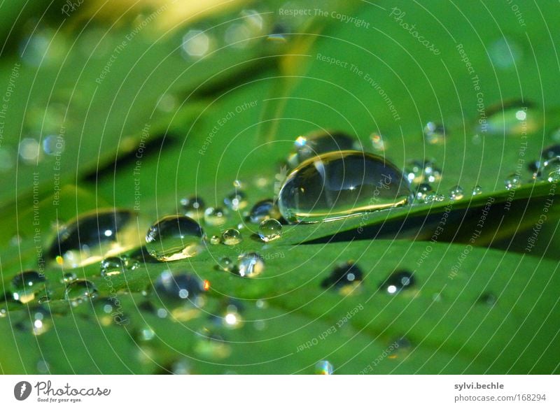 the never ending story Natur Pflanze Wasser Wassertropfen Wetter Regen Blatt glänzend Flüssigkeit frisch kalt nass schön grün ruhig Reinheit Klarheit rein