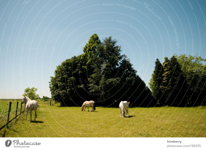 ferien auf dem ponyhof Farbfoto mehrfarbig Außenaufnahme Textfreiraum links Textfreiraum rechts Textfreiraum oben Textfreiraum unten Tag Kontrast