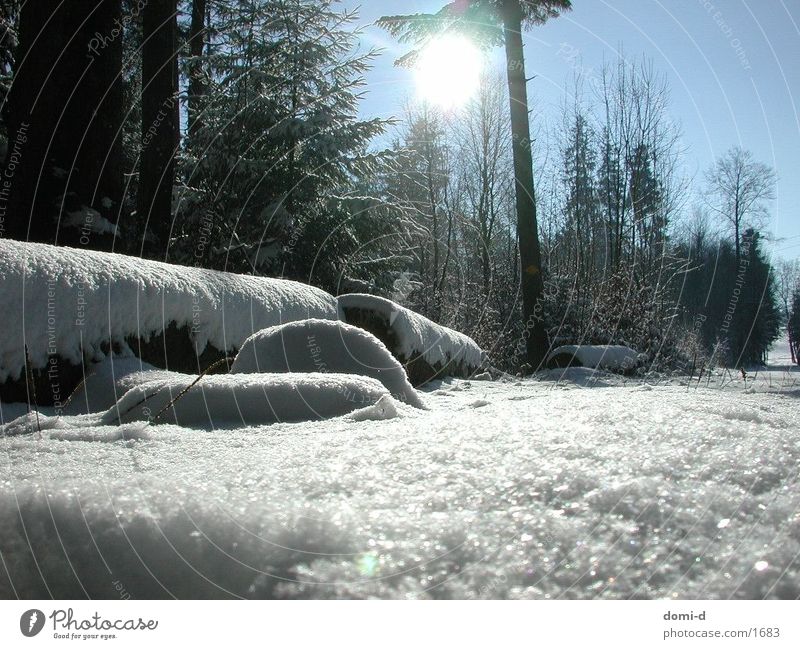 Winterwald Wald Holz Baum Schnee Landschaft Natur Sonne