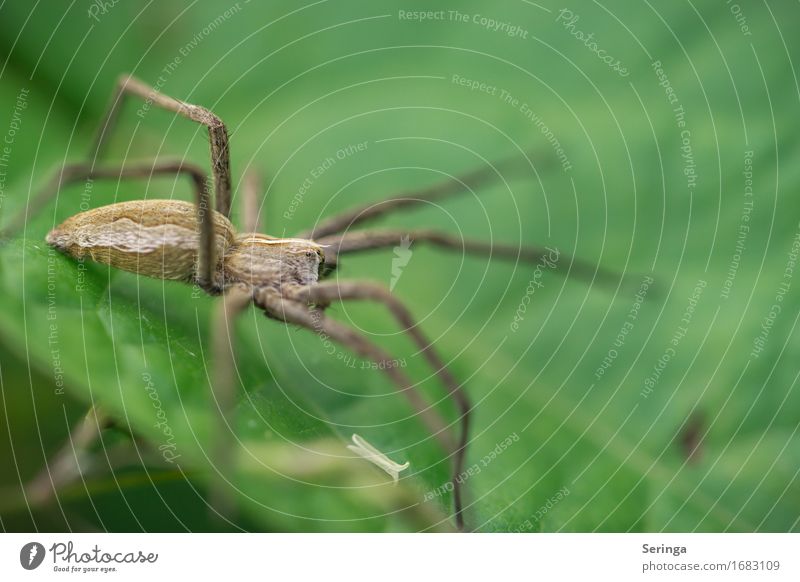 Listspinne (Pisaura mirabilis) Natur Landschaft Pflanze Tier Baum Blume Gras Sträucher Moos Blatt Blüte Wildpflanze Garten Park Wiese Feld Wildtier Spinne