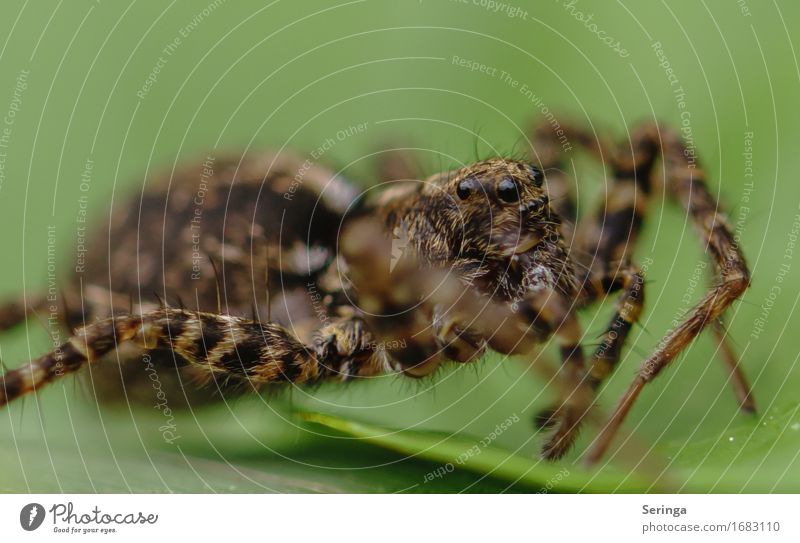 Modeljob einer Spinne Landschaft Pflanze Baum Blume Gras Sträucher Moos Blatt Garten Park Wiese Wald Tier Wildtier Tiergesicht 1 krabbeln Spinnennetz Farbfoto