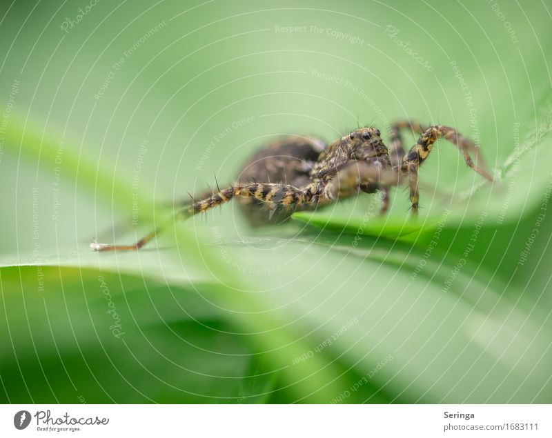 Die spinnt.... Pflanze Tier Gras Blatt Blüte Garten Park Wiese Wald Wildtier Spinne Tiergesicht 1 Jagd Insekt Springspinne Farbfoto mehrfarbig Außenaufnahme