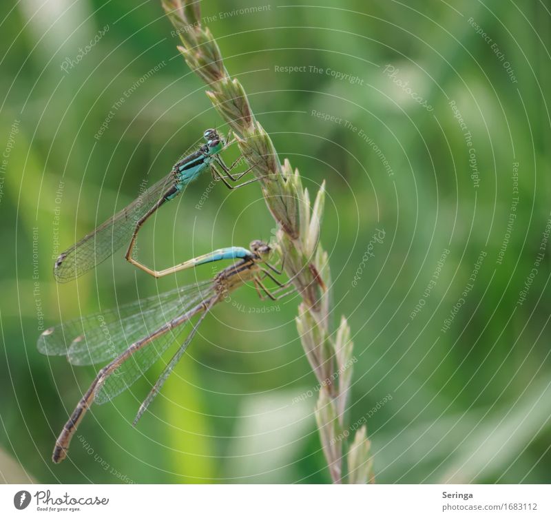 Libellen-SEX Tier Wildtier Tiergesicht Flügel Libellenlarve Libellenflügel Libellengesicht 2 Tiergruppe Tierpaar Tierfamilie fliegen Sex Farbfoto mehrfarbig