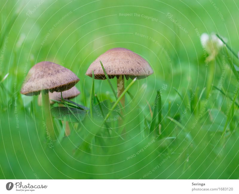 Pilzfamilie Pflanze Tier Gras Pilzhut Garten Park Wiese Feld Wald Wachstum Farbfoto mehrfarbig Außenaufnahme Nahaufnahme Detailaufnahme Menschenleer