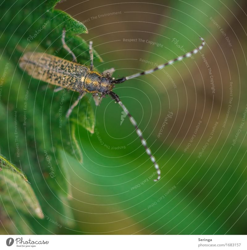 Kehrseite Natur Landschaft Pflanze Tier Gras Blatt Grünpflanze Wildpflanze Garten Park Wildtier Käfer Tiergesicht Flügel 1 fliegen Insekt Fühler Käferbein