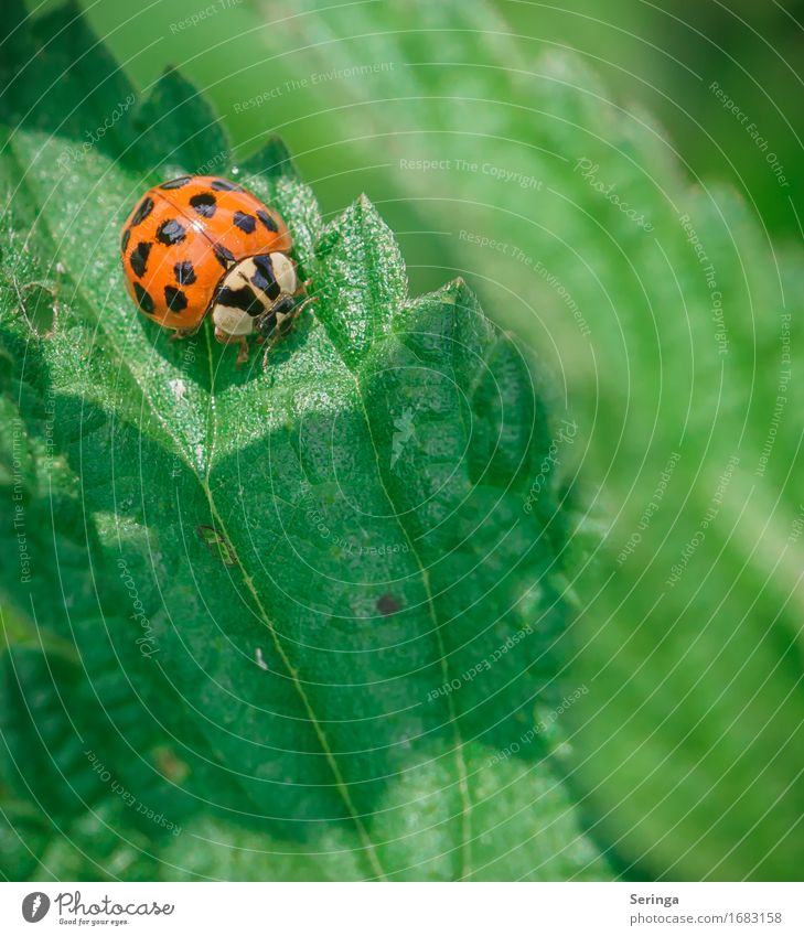 13 Punkte Umwelt Natur Pflanze Tier Blume Sträucher Moos Blatt Wildpflanze Garten Park Wiese Wald Wildtier Käfer Tiergesicht Flügel fliegen Marienkäfer Farbfoto