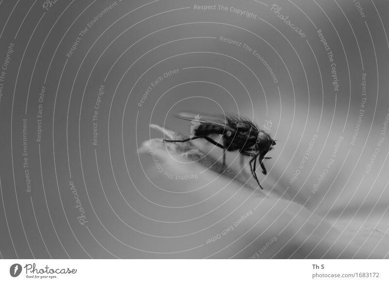 Fliege Natur Pflanze Frühling Sommer Blatt 1 Tier ästhetisch authentisch einfach elegant natürlich grau schwarz weiß Gelassenheit geduldig ruhig einzigartig