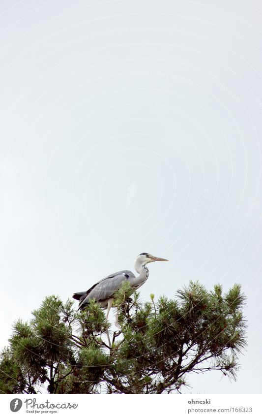 Fischreiher III Gedeckte Farben Außenaufnahme Textfreiraum oben Textfreiraum Mitte Tierporträt Natur Baum Vogel Erholung fliegen Blick warten Reiher Graureiher