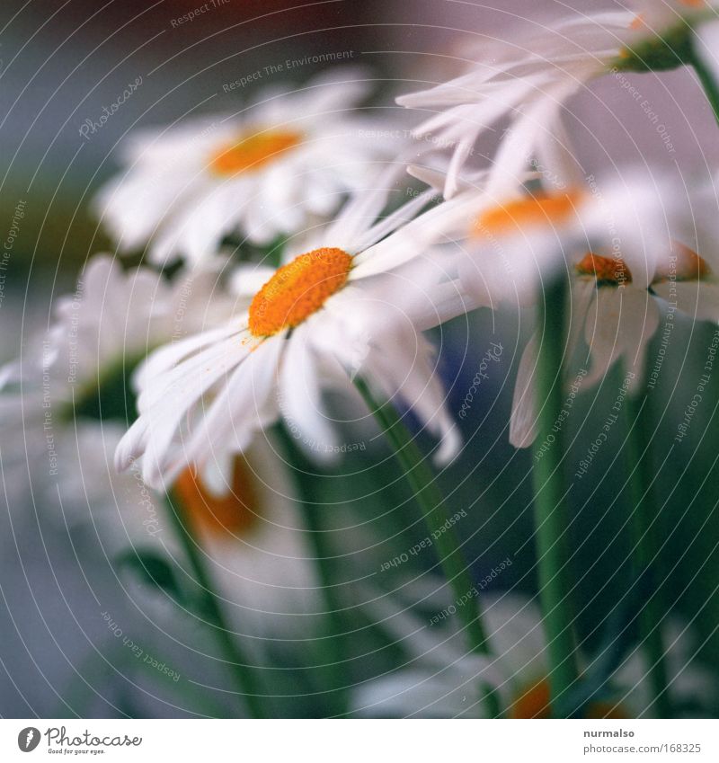 Blumen zum Sonntag Farbfoto Nahaufnahme Morgen harmonisch Wohnung Dekoration & Verzierung Wohnkultur Tier Pflanze Blüte Wildpflanze Terrasse Blühend