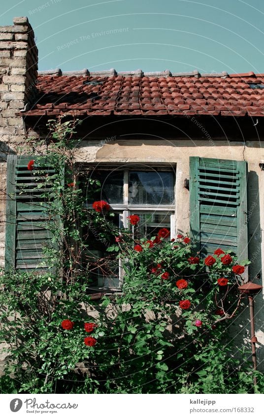 i never promised you a rosegarden Tag Himmel Pflanze Blume Rose Blüte Garten Park Dorf Fischerdorf Kleinstadt Altstadt Haus Einfamilienhaus Hütte Mauer Wand