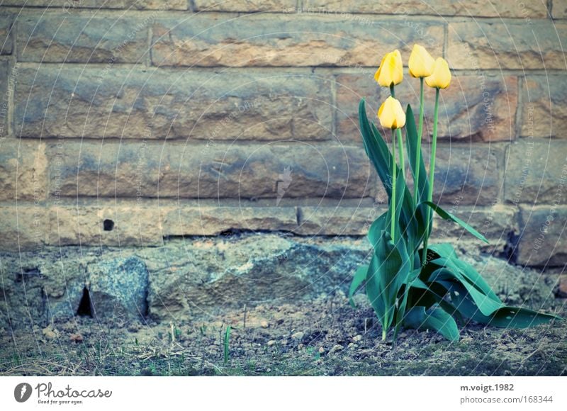 Farbtupfer im Grauen Gedeckte Farben Textfreiraum links Natur Pflanze Erde Frühling Blume Tulpe Wand Stein Naturstein Natursteinfassade Sandstein Granit