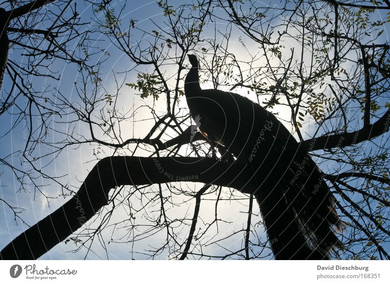 Im Glanz der Sonne Farbfoto Außenaufnahme Tag Kontrast Silhouette Sonnenlicht Gegenlicht Zentralperspektive Natur Pflanze Tier Sommer Baum Wildtier Vogel 1 blau