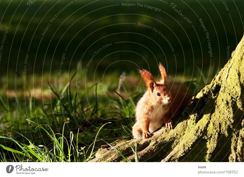 Auf der Lauer Umwelt Natur Landschaft Pflanze Tier Sommer Schönes Wetter Baum Gras Wiese Wildtier Eichhörnchen 1 beobachten authentisch klein natürlich niedlich