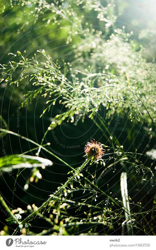 Gräserblüte Umwelt Natur Landschaft Pflanze Frühling Wärme Sträucher Blüte Gras Bewegung glänzend genießen leuchten Wachstum Duft Fröhlichkeit frisch klein nah