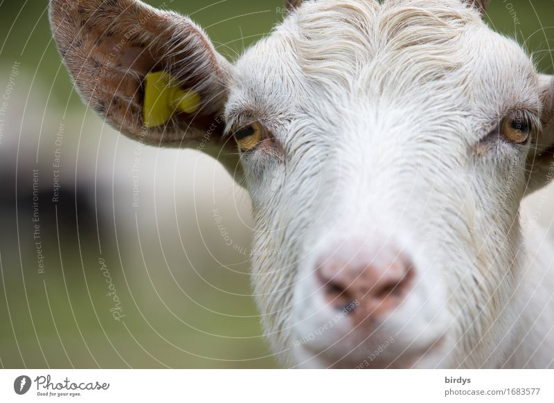 Ziegenportrait Nutztier Tiergesicht 1 beobachten hören Blick ästhetisch außergewöhnlich Freundlichkeit listig positiv Tierliebe klug Neugier Natur Sinnesorgane