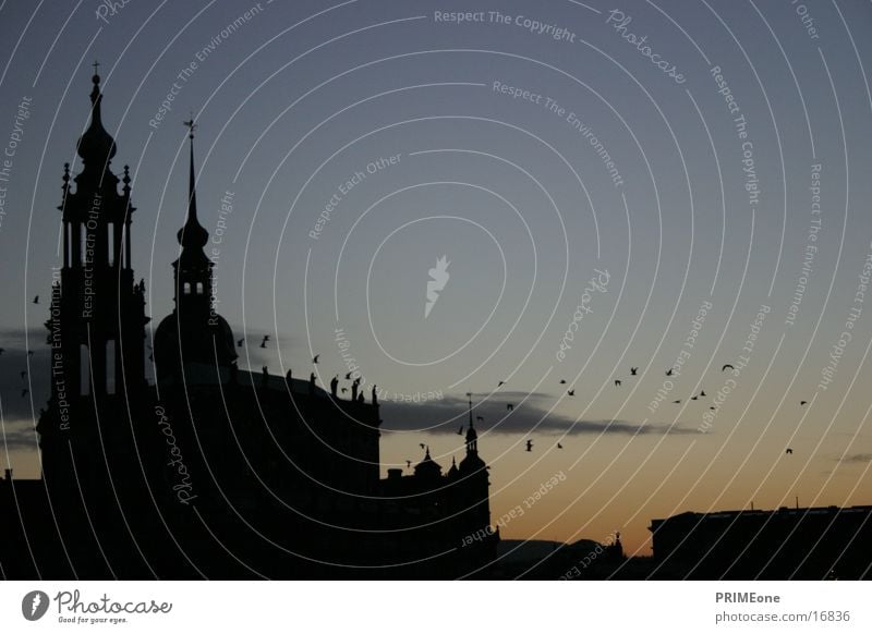 Dresden Hofkirche Vogel Architektur Silouette