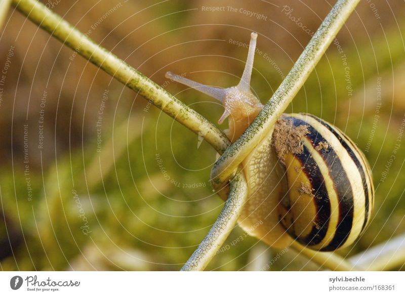 guckst du? Natur Sommer Garten Tier Schnecke 1 festhalten Blick dreckig Neugier niedlich anstrengen Pause Zufriedenheit gestreift Anmut langsam Zaun Klettern