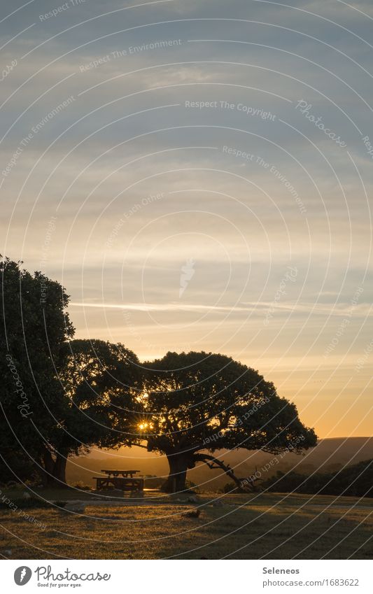 nettes Plätzchen harmonisch Zufriedenheit Erholung ruhig Ausflug Sommer Sonne Umwelt Natur Landschaft Himmel Sonnenlicht Baum Bank Picknick Farbfoto