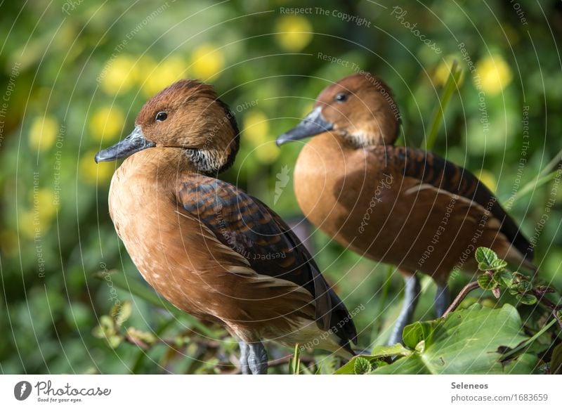 Ducks Sommer Sonne Sonnenbad Umwelt Natur Gras Garten Park Wiese Tier Tiergesicht Ente 2 nah natürlich Farbfoto Außenaufnahme Menschenleer Tierporträt