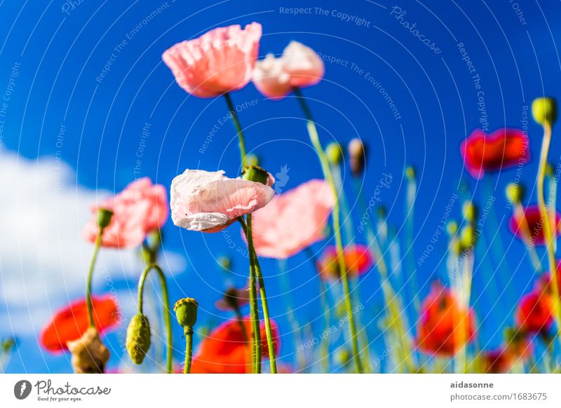 Mohnblumen Pflanze Sommer Schönes Wetter Blume Wildpflanze Wiese Romantik schön Gelassenheit ruhig Mohnfeld Mecklenburg-Vorpommern Deutschland sorten rosa rot